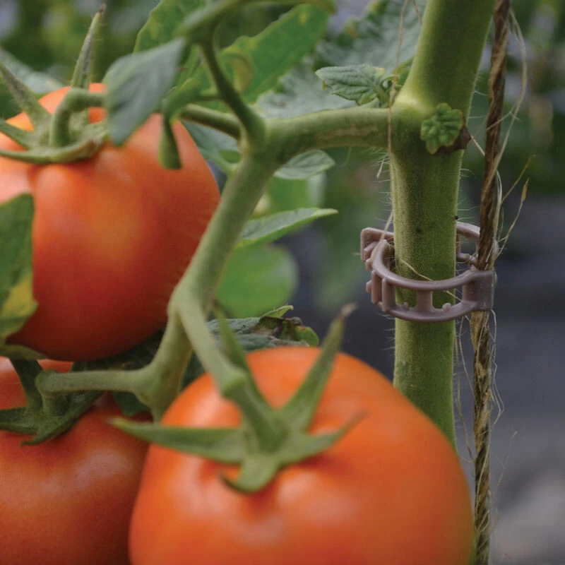 Compostable Trellis Clips – 500 Count 3 Compostable Trellis Clips – 500 Count