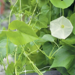 Hortonova FG – 59" X 328'