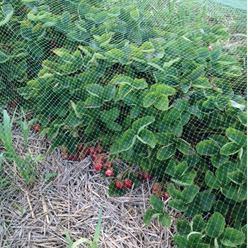 Ornex Bird Netting – 13' X 820' 3 Ornex Bird Netting – 13' X 820'