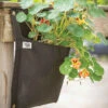 Wall Flower Hanging Planter – Single Bag -Johnnyseeds Sales Shop 07529 01 wallflower planter