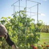 Tomato Cages – 48" -Johnnyseeds Sales Shop 07538 01 tomatocage 48in