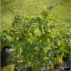 Tomato Cages – 40" -Johnnyseeds Sales Shop 07547 01 tomatocage 40in