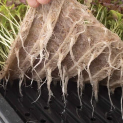 Terrafibre Hemp Grow Mats, 10" X 20" – 140 Count 7 Terrafibre Hemp Grow Mats, 10" X 20" – 140 Count -Johnnyseeds Sales Shop 07549 03 10 20terrafibremat