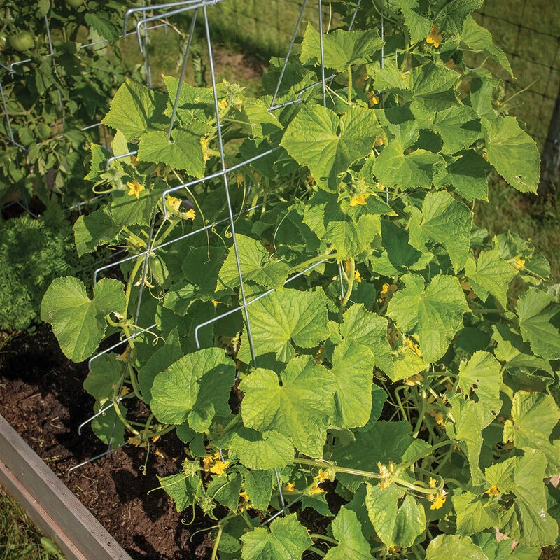 Cucumber Trellis – 48" 3 Cucumber Trellis – 48"