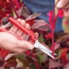 ARS SE45 Floral Shears -Johnnyseeds Sales Shop 07804 02 floral harvest snips