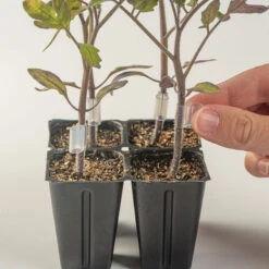 Top-Grafting Clips With Channel – 2.8 Mm -Johnnyseeds Sales Shop 07904 02 grafting clips