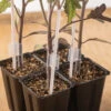 Grafting Support Stakes 1 Grafting Support Stakes -Johnnyseeds Sales Shop 07905 01 grafting stakes