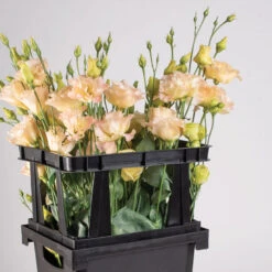 Johnnyseeds Sales Shop 30 Florida Topframe