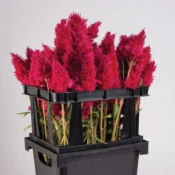 Johnnyseeds Sales Shop -Johnnyseeds Sales Shop 07928 03 floridatopframe