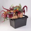 Valencia Container – 25 Cm -Johnnyseeds Sales Shop 07929 01 valencia25container