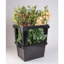 Valencia Topframe -Johnnyseeds Sales Shop 07934 02 valenciatopframe