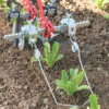 Torsion Weeders 1 Torsion Weeders -Johnnyseeds Sales Shop 07970 01 torsion weeders