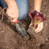 Trowel – Transplant -Johnnyseeds Sales Shop 09125 02 102trowel