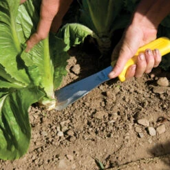 Lettuce Field Knife 5 Lettuce Field Knife -Johnnyseeds Sales Shop 09177 02 lettucefldknife