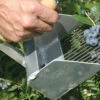 Highbush Blueberry Rake 2 Highbush Blueberry Rake -Johnnyseeds Sales Shop 09366 01 highbushblueberryrake