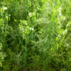 VNS Yellow Pea -Johnnyseeds Sales Shop 095g 01 vns yellow pea