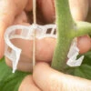 Tomato Trellis Clips – 100 Count -Johnnyseeds Sales Shop 09624 01 tomatoclip