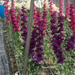 Hortonova FA – 48" X 328' -Johnnyseeds Sales Shop 09715 03 hortinovastock