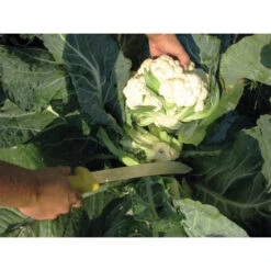 Harvest Machete – 10" -Johnnyseeds Sales Shop 09721 02 sshrvstmachete