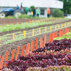 Orange Treated Garden Labels -Johnnyseeds Sales Shop 09762 02 woodgardlabelorangefield