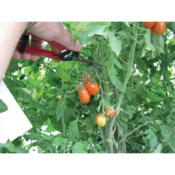 Grape & Tomato Shears -Johnnyseeds Sales Shop 09767 02 curvedgrapetomatoshears