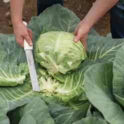 Stainless Steel Produce Knife -Johnnyseeds Sales Shop 09786 03 stnlsstlproduceknife