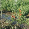 Tomato Twine – 1,000' -Johnnyseeds Sales Shop 09834 01 tomtwine