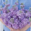 Katz Lavender Blue 2 Katz Lavender Blue -Johnnyseeds Sales Shop 3692 01 katzlavenderblue
