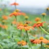 Mexican Sunflower