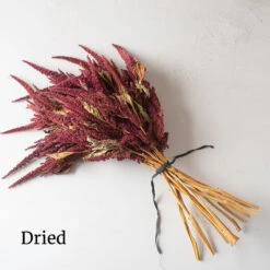 Red Spike 9 Red Spike -Johnnyseeds Sales Shop 3786 04 redspike dried flower
