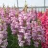 Maryland Lavender I–II -Johnnyseeds Sales Shop 3942 01 maryland lavender snapdragon