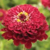 Giant Dahlia Flowered Deep Red 1 Giant Dahlia Flowered Deep Red -Johnnyseeds Sales Shop 4353 01 giantdahliaflowered deepred