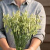 Greater Quaking Grass 2 Greater Quaking Grass -Johnnyseeds Sales Shop 4655 01 quaking grass