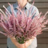 Pink Pokers -Johnnyseeds Sales Shop 4663 01 pinkpokers