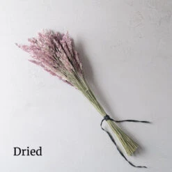 Savannah Grass -Johnnyseeds Sales Shop 4668 03 savannahgrass dried flower