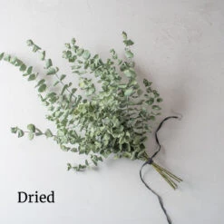 Baby Blue Bouquet -Johnnyseeds Sales Shop 4770 03 babybluebouquet dried flower