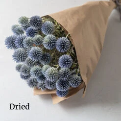 Ritro 7 Ritro -Johnnyseeds Sales Shop 4781 03 ritro dried flower