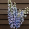 Guardian Lavender 1 Guardian Lavender -Johnnyseeds Sales Shop 4838 01 guardian lavender delphinium