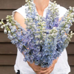 Guardian Lavender -Johnnyseeds Sales Shop 4838 02 guardian lavender delphinium