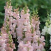 Avignon Pink II -Johnnyseeds Sales Shop 4933 01 avignon pink snapdragon