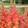Monaco Orange -Johnnyseeds Sales Shop 4934 01 monaco orange snapdragon